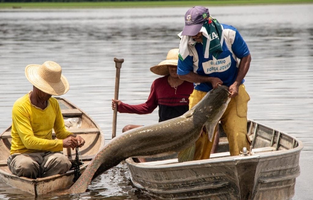 Pirarucu; pesca