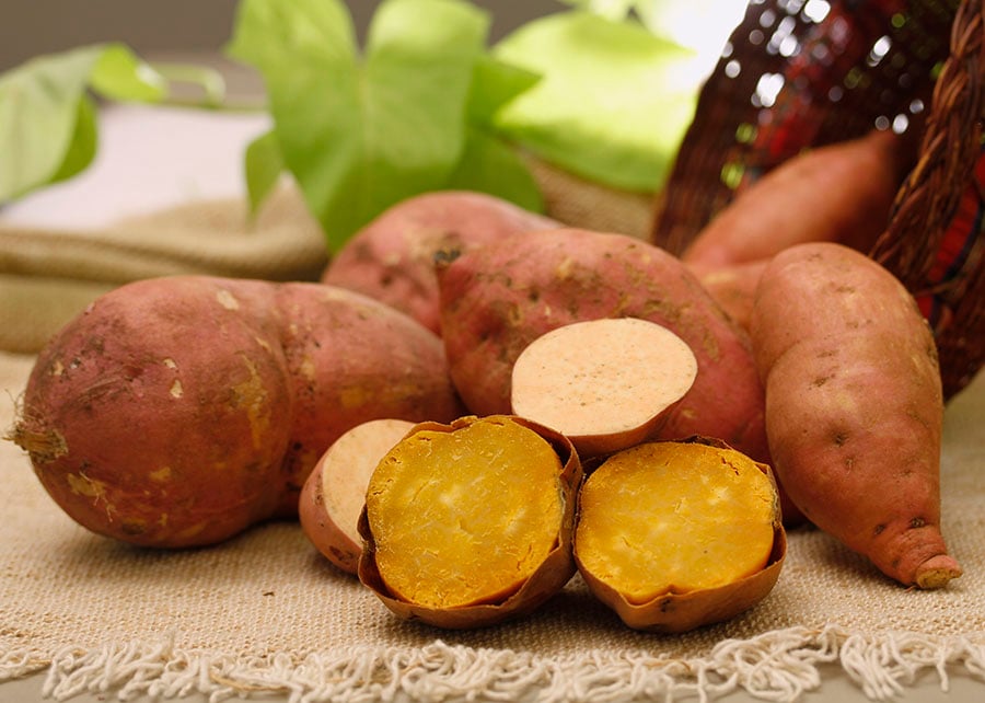 batata-doce embrapa
