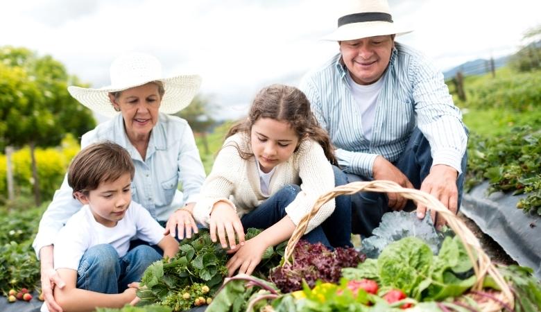 Segurança no campo: Saiba como o Seguro da Agricultura Familiar e o Garantia-Safra protegem quem produz Segurança no campo: Saiba como o Seguro da Agricultura Familiar e o Garantia-Safra protegem quem produz