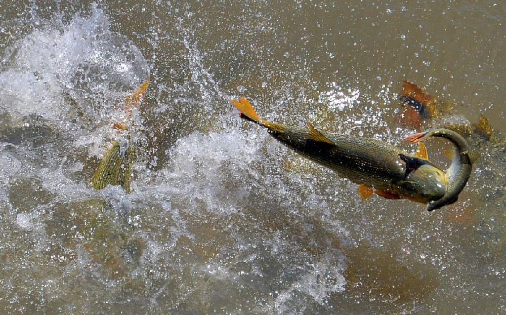 Cepesca define calendário da Piracema 2026/2027: Pesca será proibida em Mato Grosso a partir de outubro Cepesca define calendário da Piracema 2026/2027: Pesca será proibida em Mato Grosso a partir de outubro