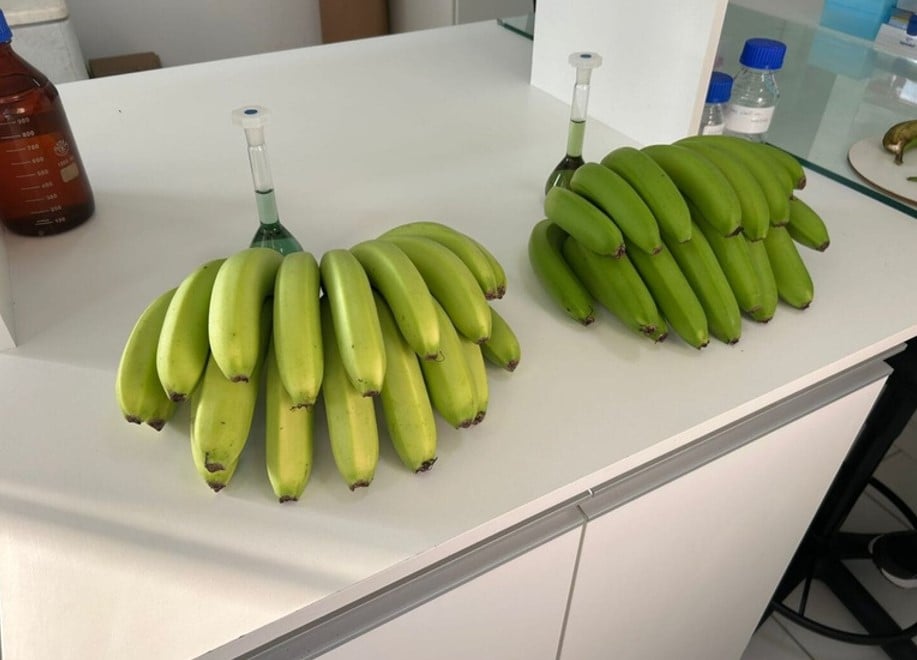 banana clarinha
