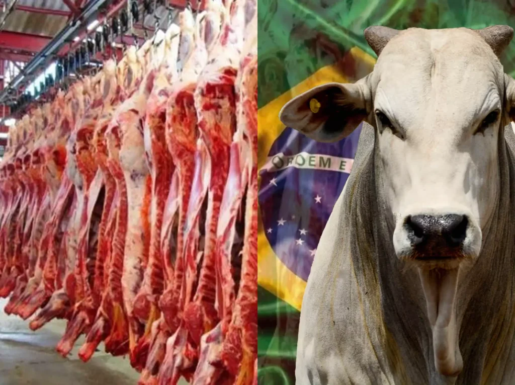 Exportação de Carne Bovina Brasileira cresce moderado em 2026, com Mato Grosso na Liderança Absoluta