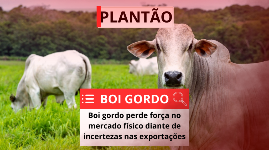 Boi gordo perde força no mercado físico diante de incertezas nas exportações Boi gordo perde força no mercado físico diante de incertezas nas exportações