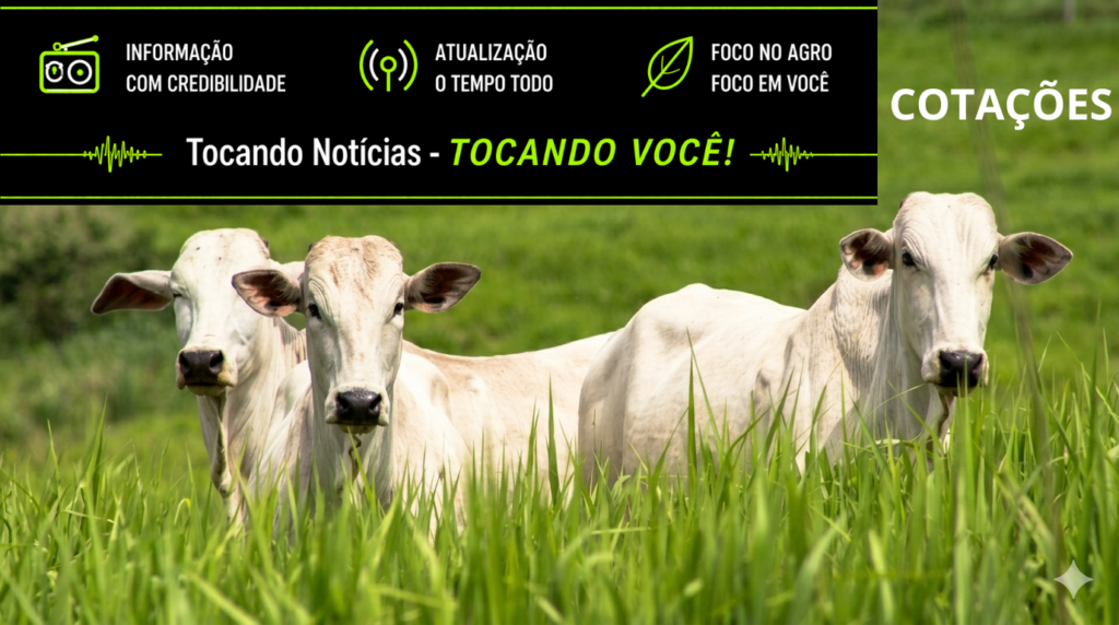 Cotações. Valorização da Arroba do Boi Gordo Supera São Paulo e Impulsiona Pecuária no Norte de Mato Grosso