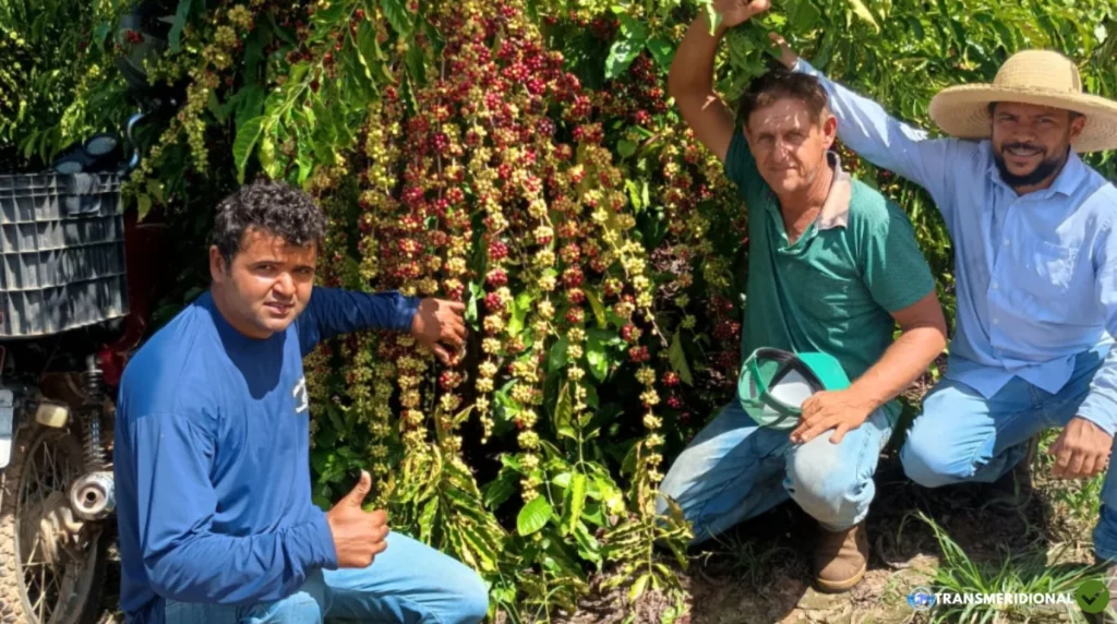 O Ouro Verde do Nortão: Cafeicultura de Colniza rompe barreiras e atinge marca histórica de 205 sacas por hectare