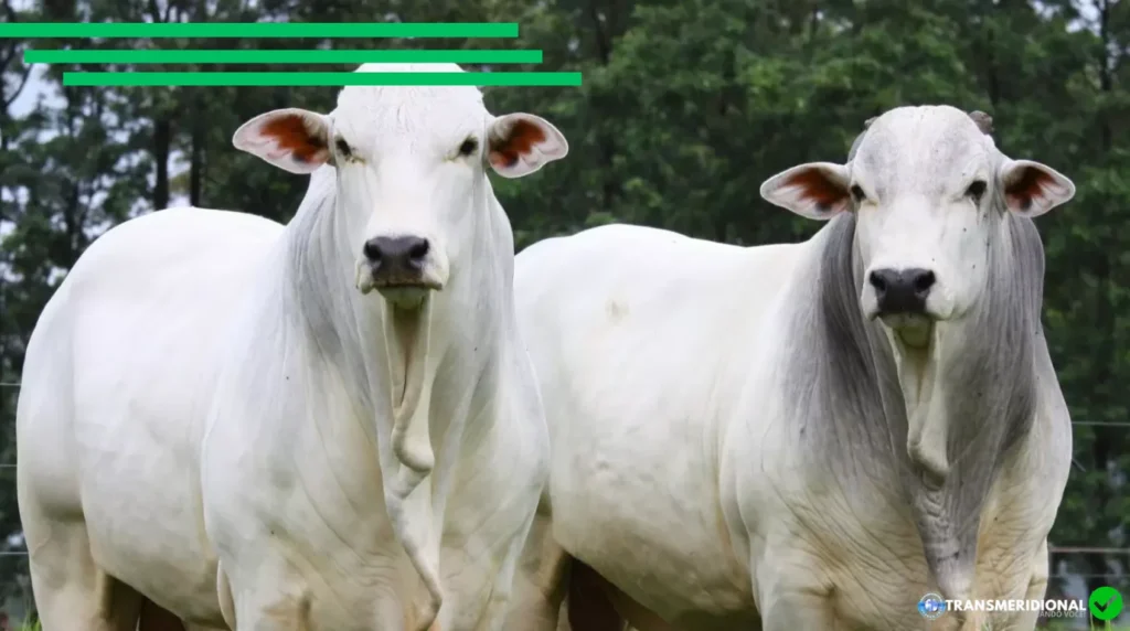Dois bois nelore encarando de frente o leitor, ao fundo somente árvores.