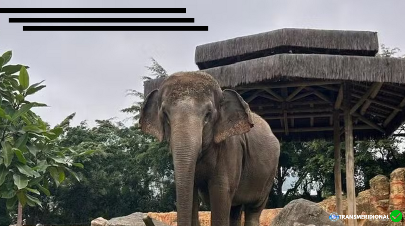 Justi&ccedil;a manda transferir elefanta de parque em Santa Catarina para santu&aacute;rio em Mato Grosso