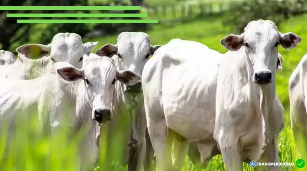 Mato Grosso recebe principal conferência brasileira sobre defesa agropecuária e reforça protagonismo no agronegócio
