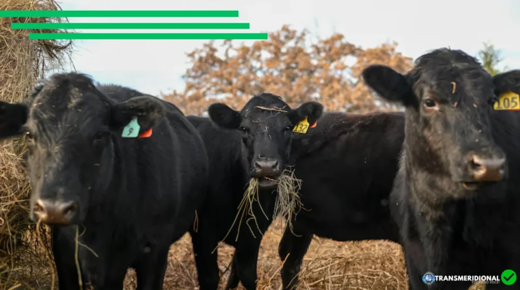 Crise na Pecuária dos EUA: Praga no Texas Abre Janela Histórica Para Destacar a Carne do Norte de Mato Grosso no Mercado Global
