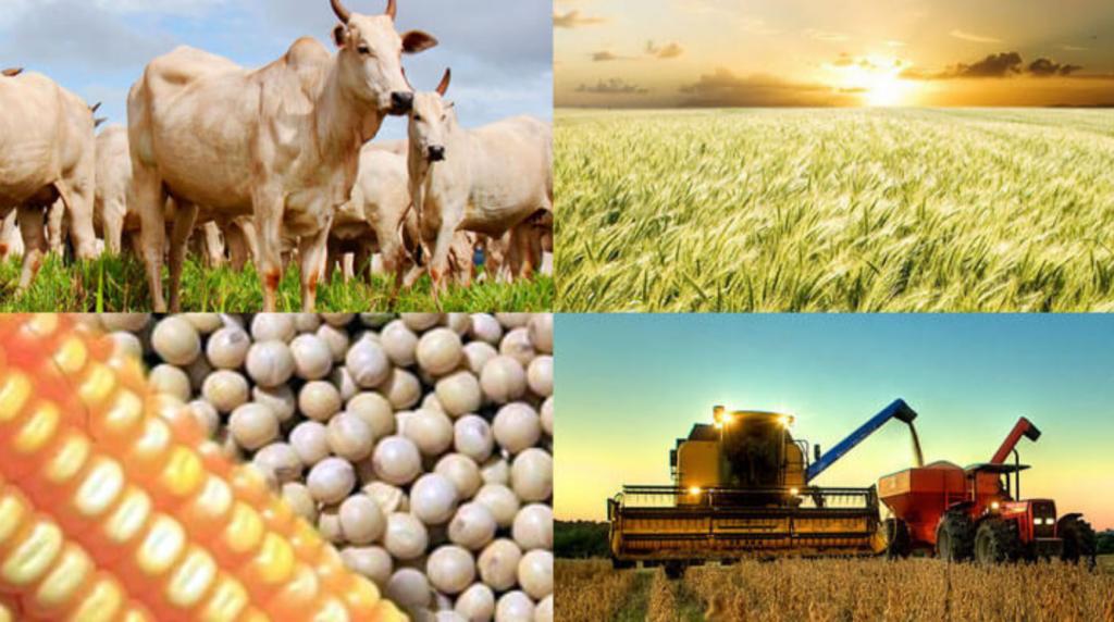 Agro inicia semana com soja pressionada, boi firme e dólar sustentando preços em Mato Grosso