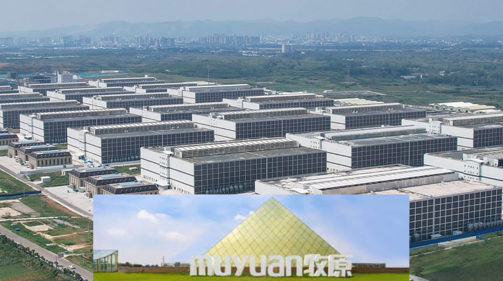 Gigante mundial dos suínos avalia investimento bilionário em Mato Grosso