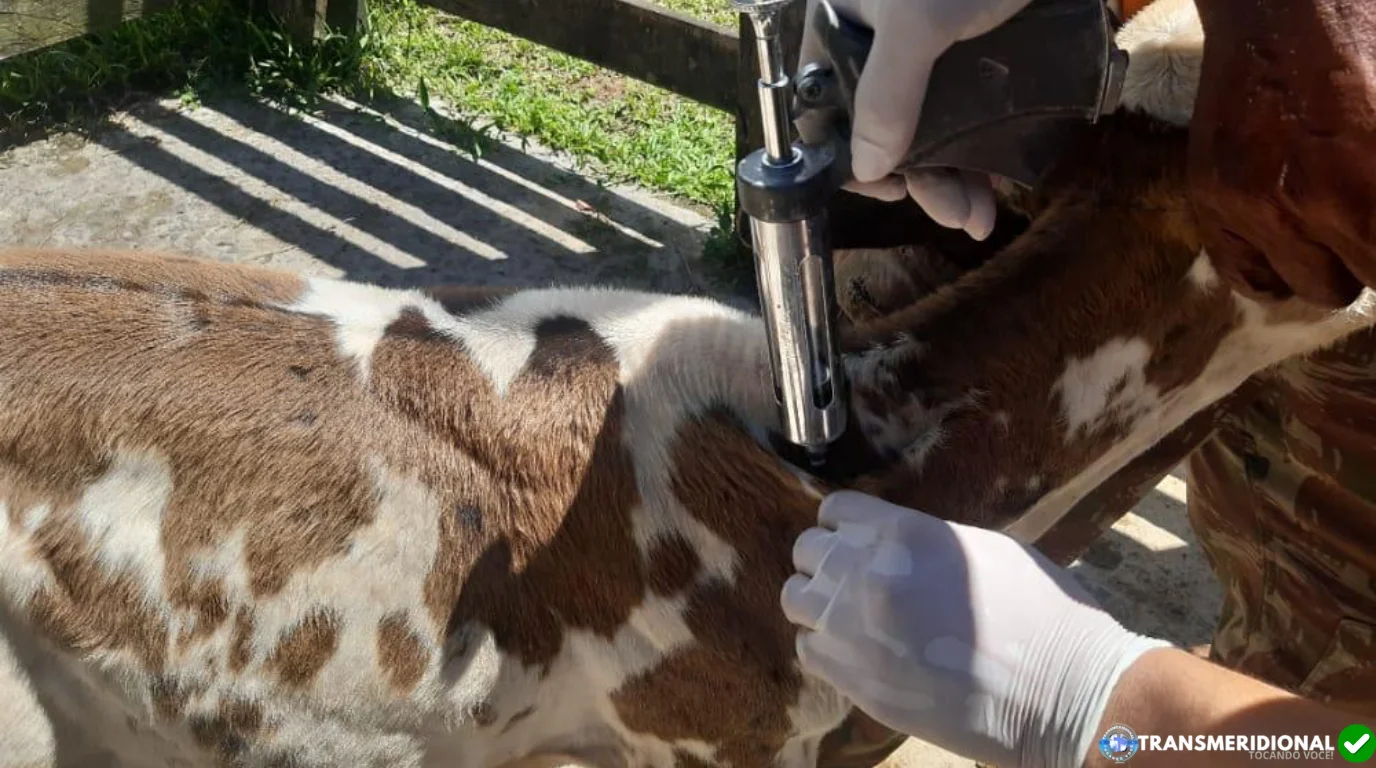 Pecuaristas de Mato Grosso têm até terça-feira (30) para vacinar bezerras contra Brucelose; Indea alerta para multas e bloqueio de GTA