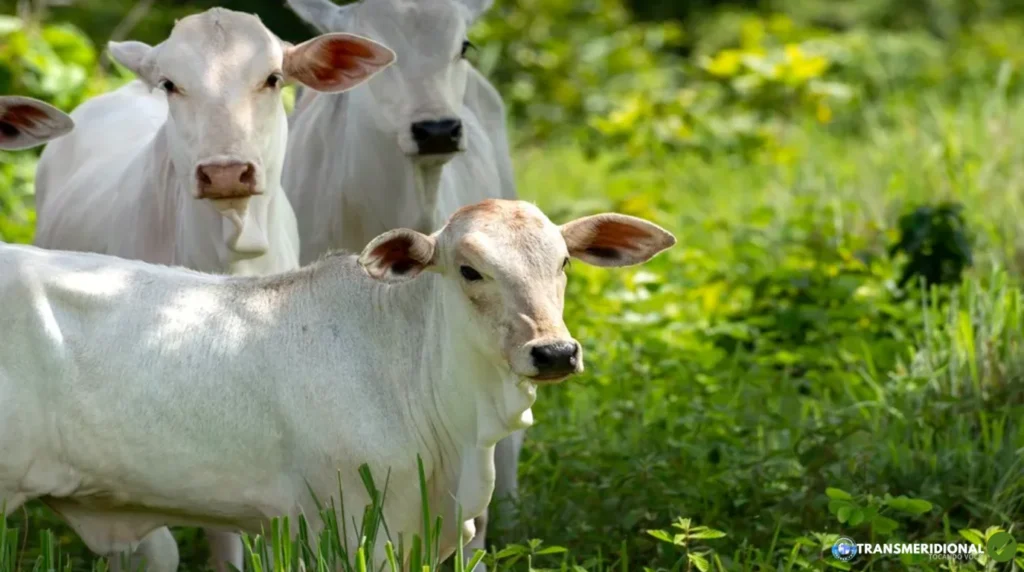 FOGO NA REPOSIÇÃO DE BEZERROS MACHOS