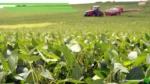 O Brasil apostou na soja e agora debate os limites da dependência em commodities