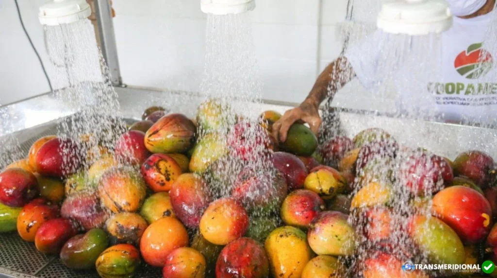 China abre mercado para polpas e frutas congeladas e cria nova oportunidade para a agroindústria do Norte de Mato Grosso