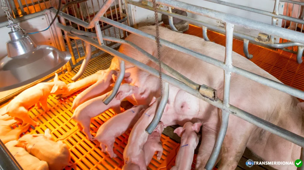 Depois da carne bovina, agora é a vez do suíno: o que a nova política chinesa revela sobre o futuro das exportações de Mato Grosso Depois da carne bovina, agora é a vez do suíno: o que a nova política chinesa revela sobre o futuro das exportações de Mato Grosso