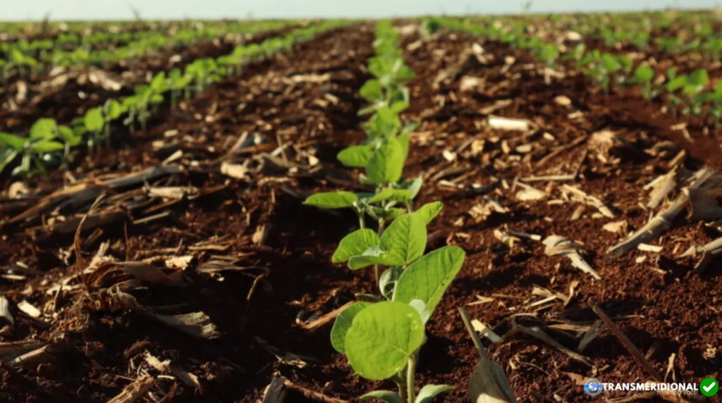 Como nasce o preço da soja? Entenda a conta que define quanto o produtor realmente recebe no Norte de Mato Grosso