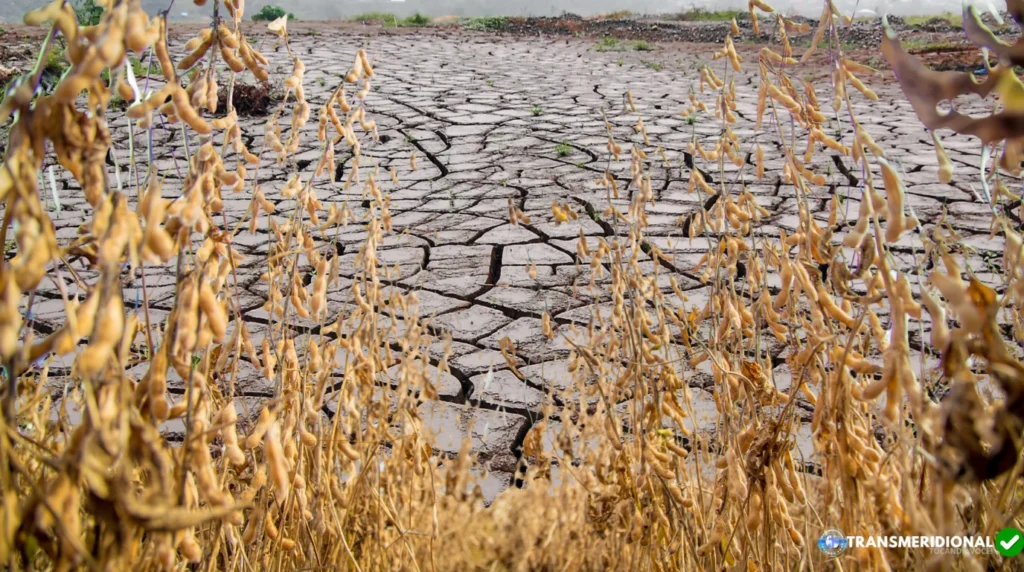 El Niño ameaça a safra justamente quando Mato Grosso entra no ciclo mais caro da soja