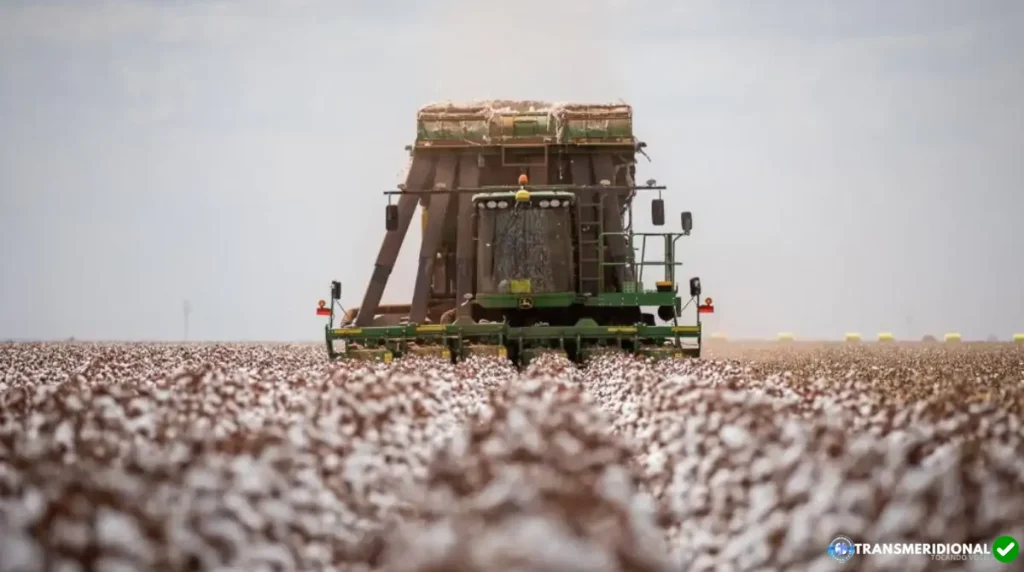 Destaques do Mato Grosso: Liderança na Agropecuária do Brasil e líder em Produtividade do Algodão.