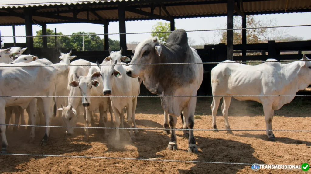 Mercado do boi mostra firmeza no Nortão e reposição segue valorizada