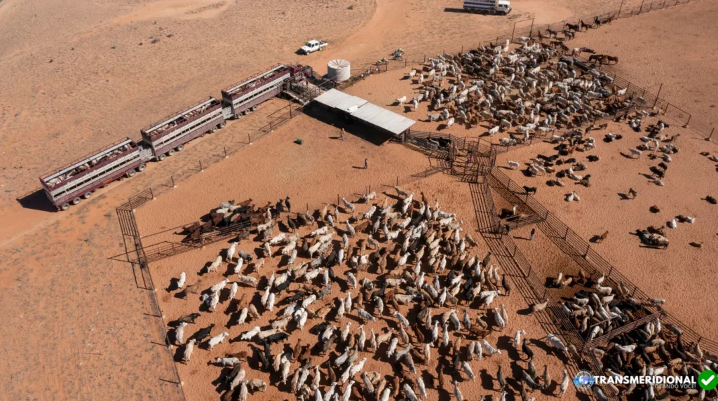 Mercado do boi entra em fase estratégica no Nortão de Mato Grosso; reposição valorizada indica possível virada do ciclo pecuário