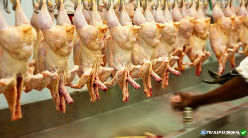 Produção de frango e carne suína deve crescer até 2027; desafio do Nortão será transformar milho em proteína