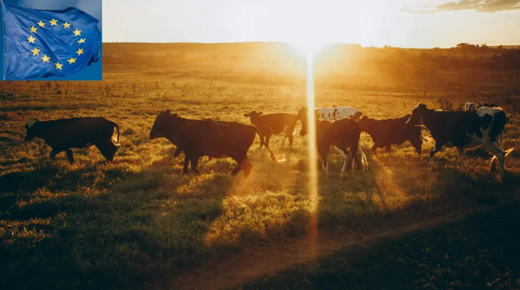 Muito além dos antibióticos: por que a nova disputa entre Brasil e União Europeia pode redefinir o futuro da pecuária do Norte de Mato Grosso