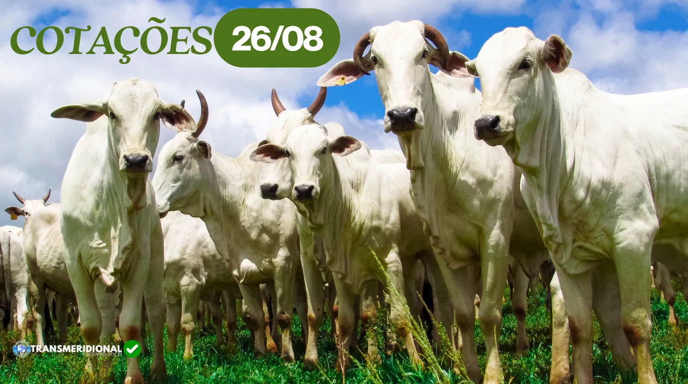 Boi gordo opera em acomodação com desaceleração das exportações; Mato Grosso mantém mercado mais firme Boi gordo opera em acomodação com desaceleração das exportações; Mato Grosso mantém mercado mais firme