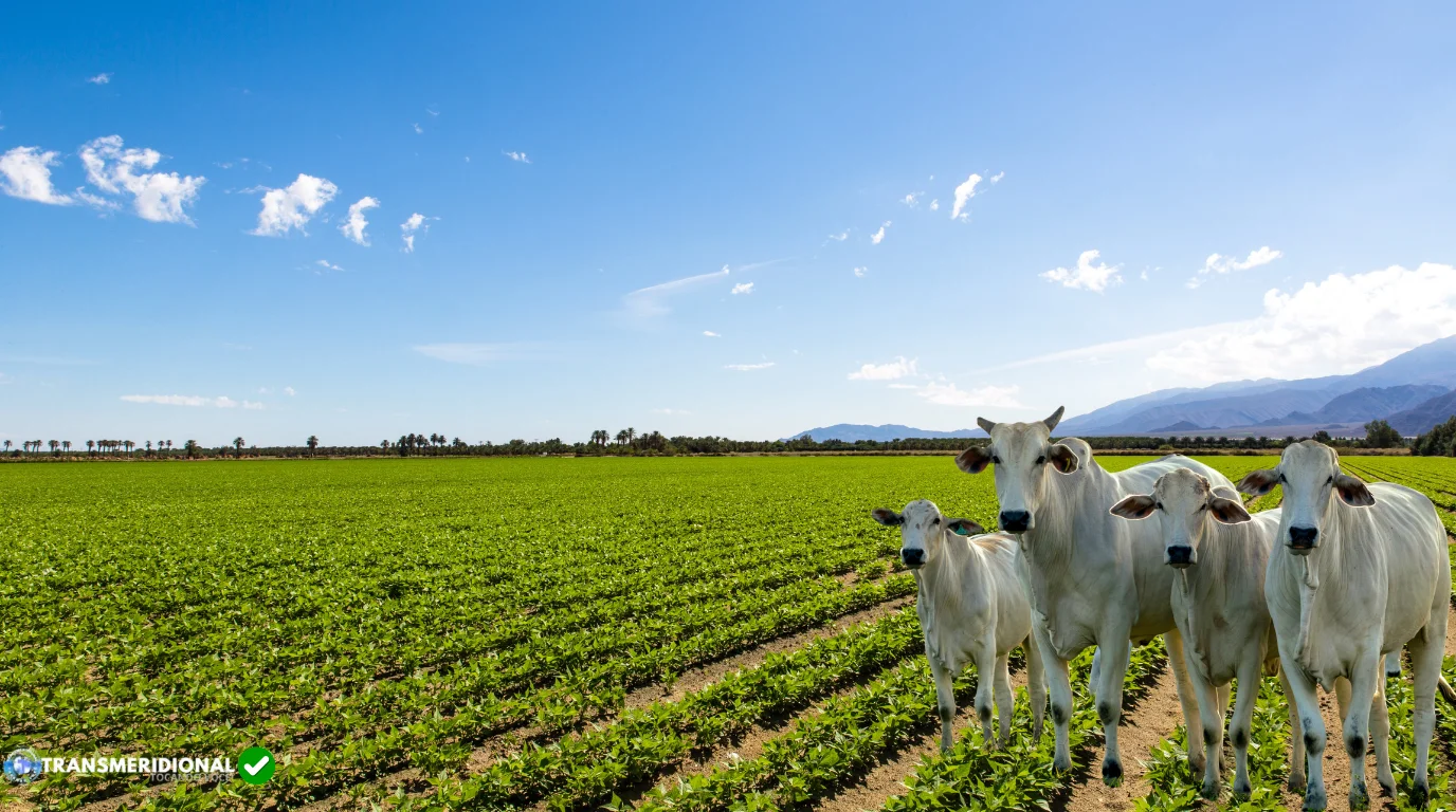 Boi perde força enquanto grãos avançam e agro encerra semana com sinais distintos Boi perde força enquanto grãos avançam e agro encerra semana com sinais distintos