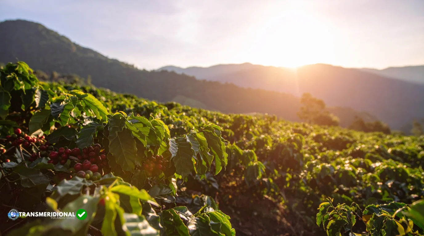 Enquanto o mundo busca café premium, o Norte de Mato Grosso descobre uma nova fronteira de valor no campo Enquanto o mundo busca café premium, o Norte de Mato Grosso descobre uma nova fronteira de valor no campo