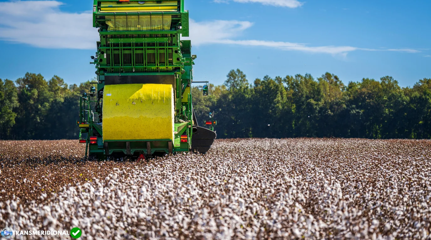 Algodão avança em Mato Grosso, mas clima e qualidade ainda definem o resultado da safra