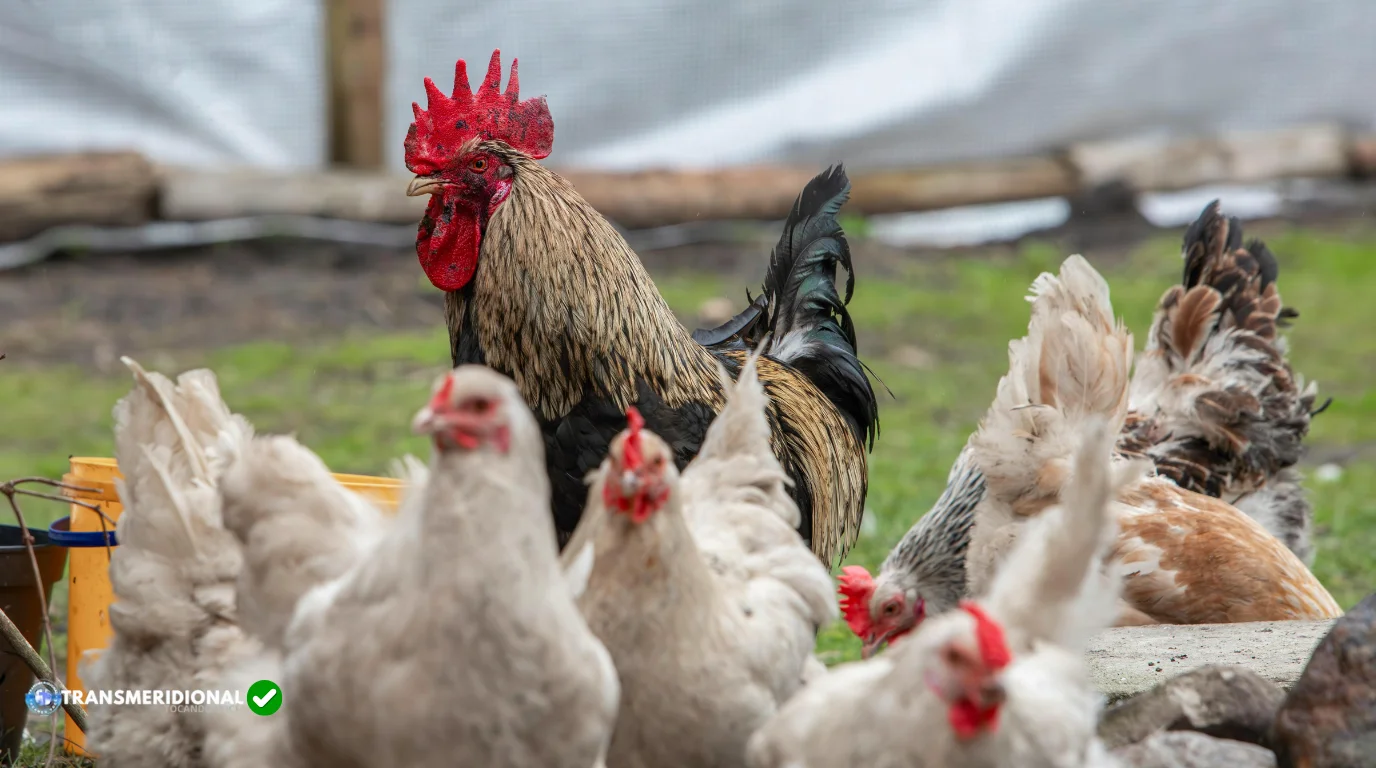 A vez do frango? Carne bovina perde espaço nos EUA diante da alta dos preços