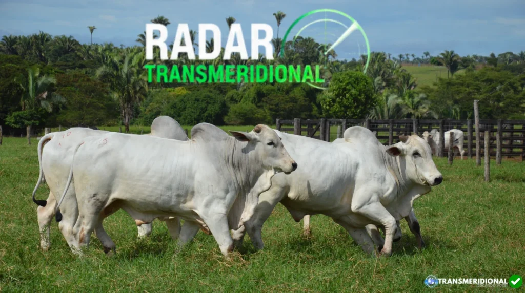 Mercado reage e arroba amplia movimento de alta; Norte de MT acompanha valorização Mercado reage e arroba amplia movimento de alta; Norte de MT acompanha valorização