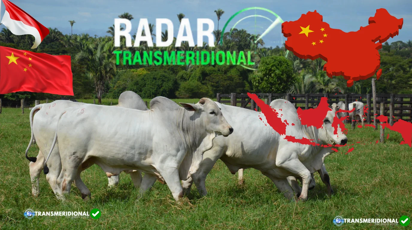 Boi China sobe pela terceira vez na semana, Indon&eacute;sia abre mercado e consumo de carne ganha for&ccedil;a no Brasil