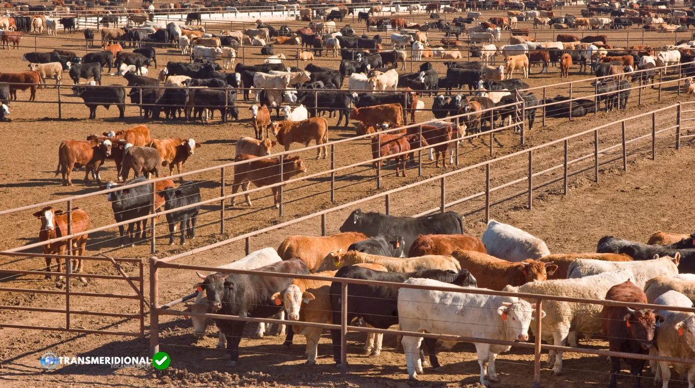 BOI GORDO ENCERRA AGOSTO COM ESTABILIDADE E MERCADO AGUARDA NOVOS SINAIS EM SETEMBRO BOI GORDO ENCERRA AGOSTO COM ESTABILIDADE E MERCADO AGUARDA NOVOS SINAIS EM SETEMBRO