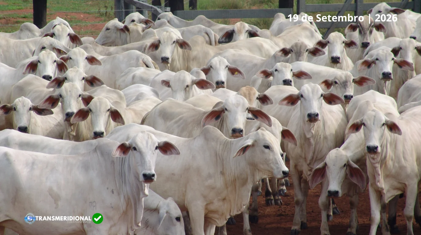 Boi China e boi gordo encerram semana em alta e reforçam recuperação do mercado no Nortão de Mato Grosso Boi China e boi gordo encerram semana em alta e reforçam recuperação do mercado no Nortão de Mato Grosso