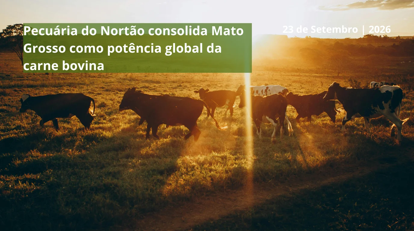 Pecuária do Nortão consolida Mato Grosso como potência global da carne bovina