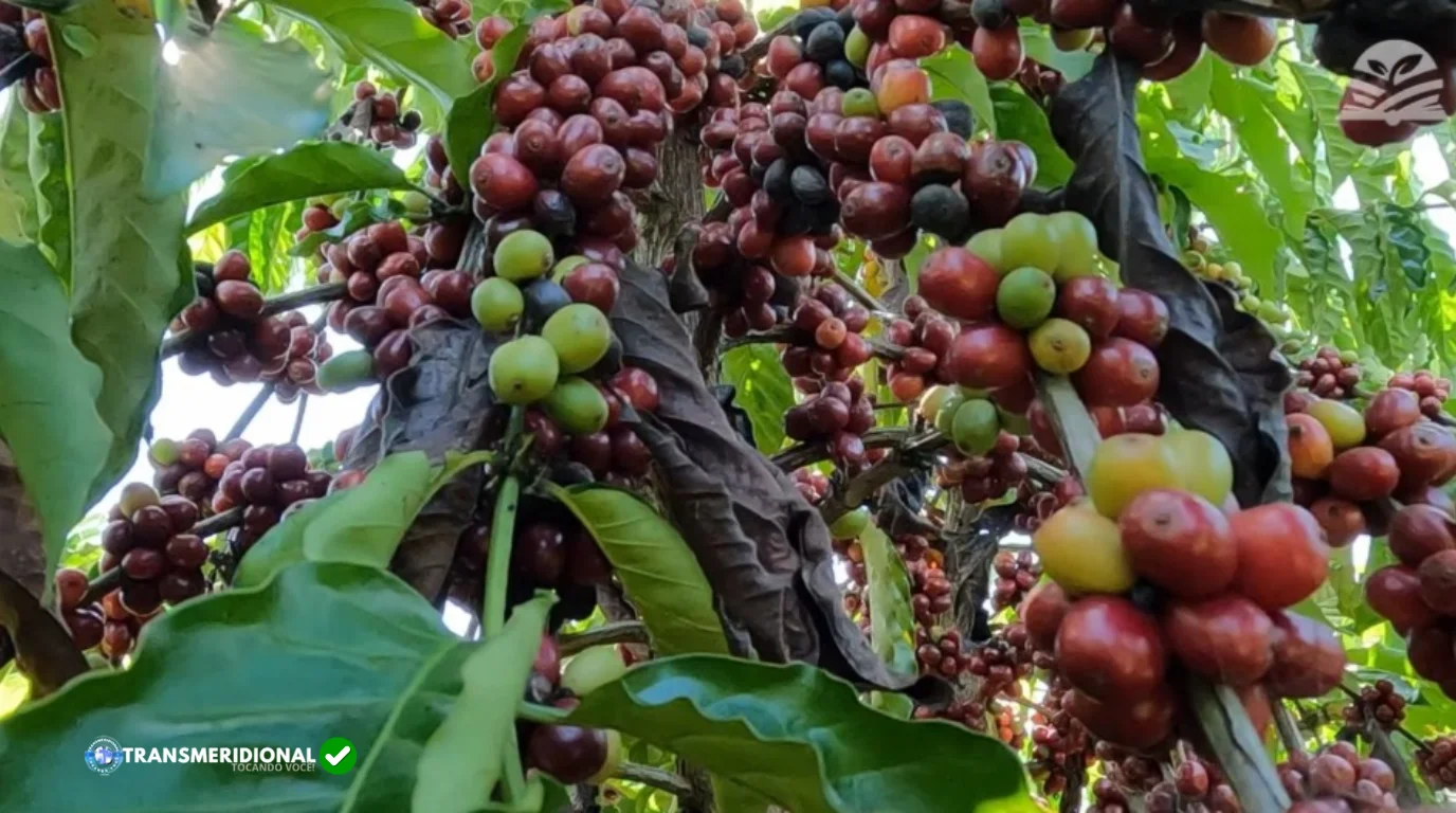 Senado aprova novo acordo internacional do caf&eacute; e debate sobre governan&ccedil;a global da cadeia continua